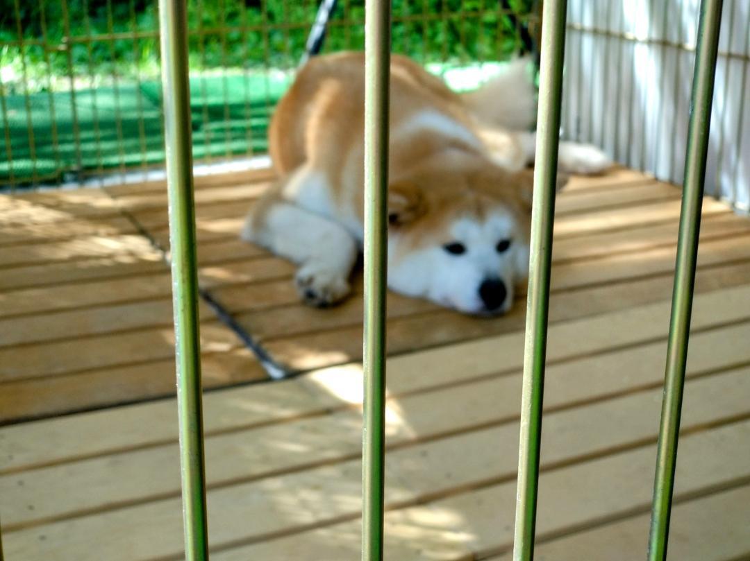 秋田県人、キャモーン