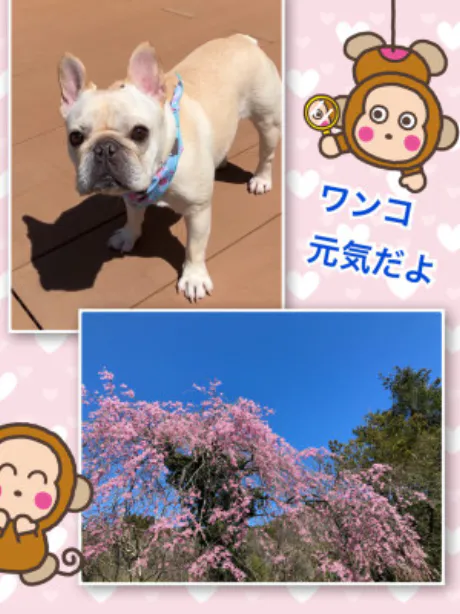 個別株デビュー☆/よしえ 奥様