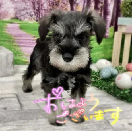 おはようございます(♡ŐωŐ♡)/きさき