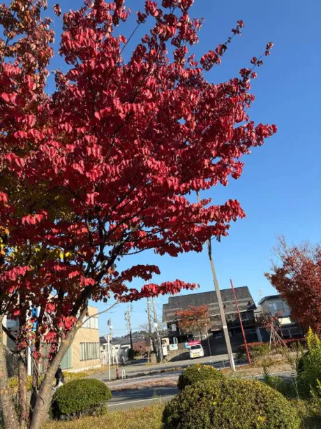 しずくぽっちゃり素人専門店 愛されぽっちゃり倶楽部 秋田店