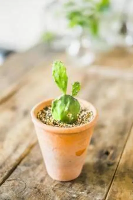 サボテンの日🌵/ほのか　奥様