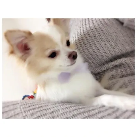 ゆずダンシングおっぱいTEAM爆
