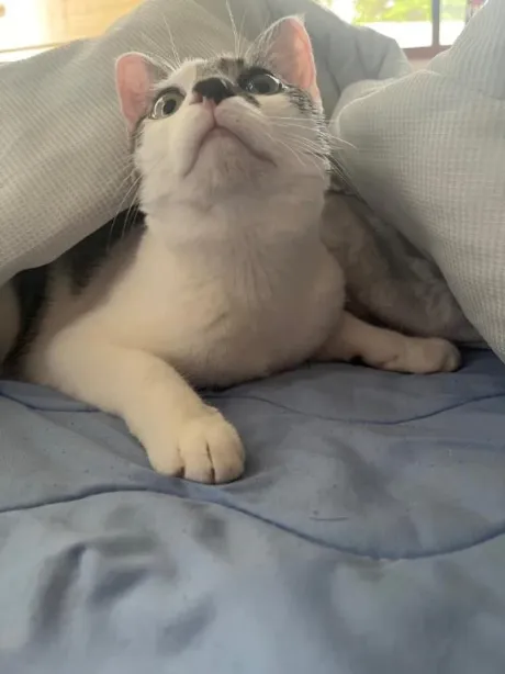 ほたるのブログ 🐈‍⬛
