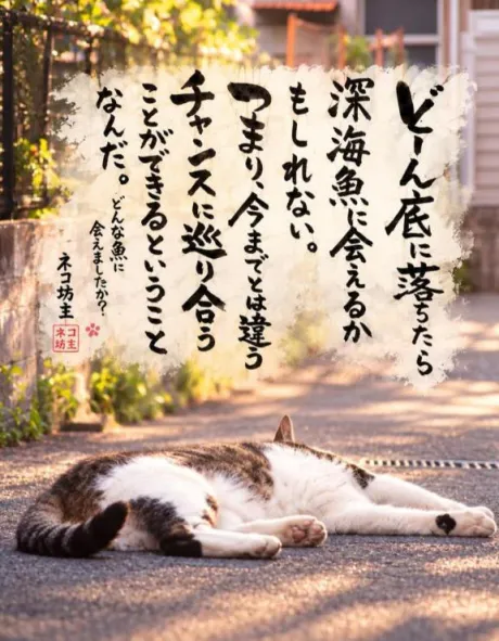 シオンのブログ 熱帯魚🐠