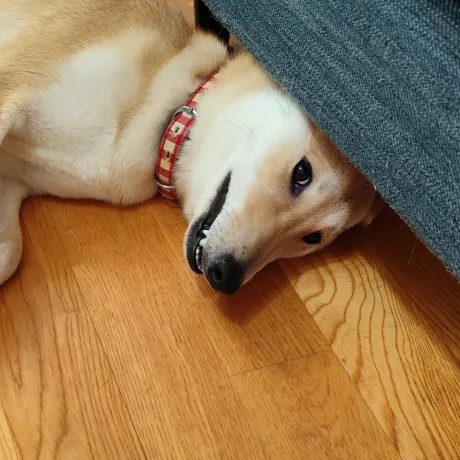 みお弘前黒石ちゃんこ