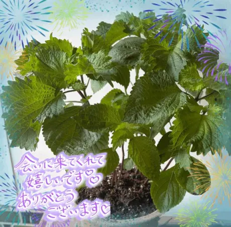 今年は大葉🍀/あづみの(青森)