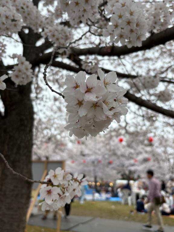 新人あず奥様メモリアル