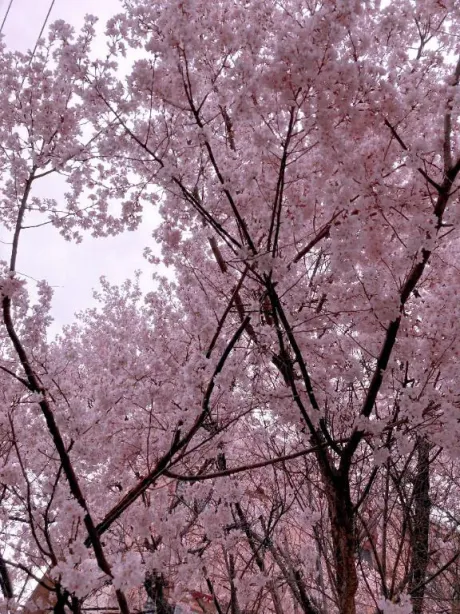 ゆら★Hカップの極上パイズリ隣の人妻お口で愛して