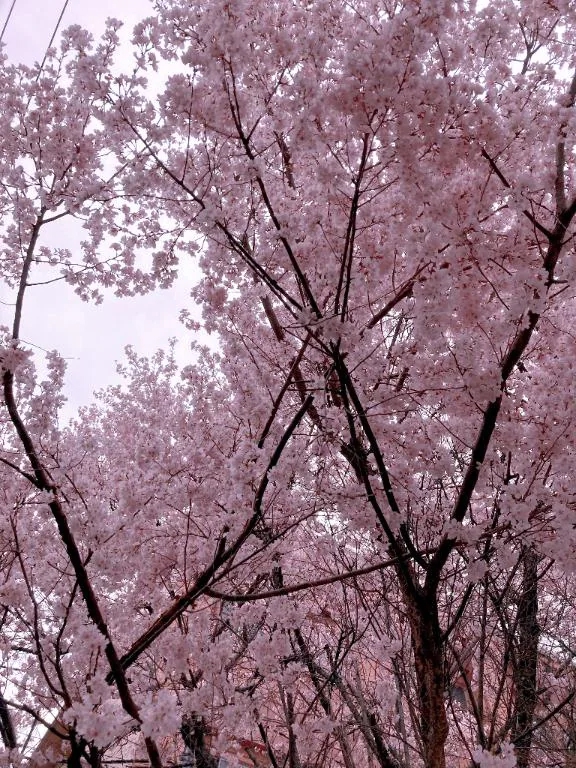 綺麗𓂃🌸𓈒𓏸