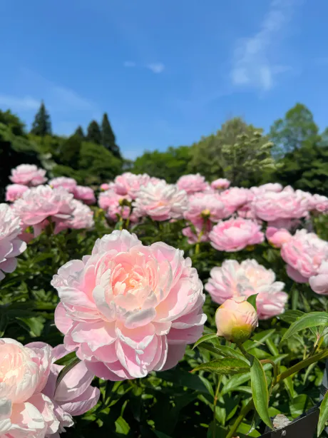 塚田　ほのみEscort Club CLASSY