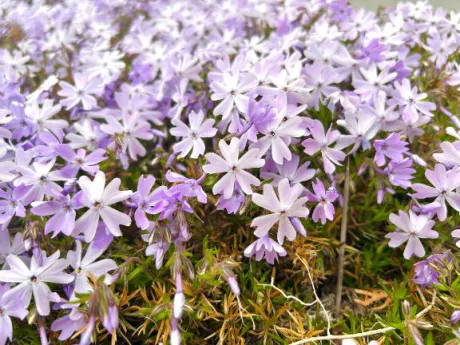 みなみ奥様メモリアル