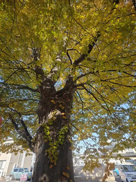 ルイ奥様生レンタル-古川店-