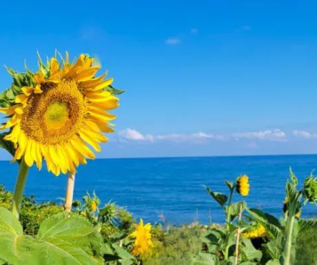 あなただけを見つめる🌻/あず