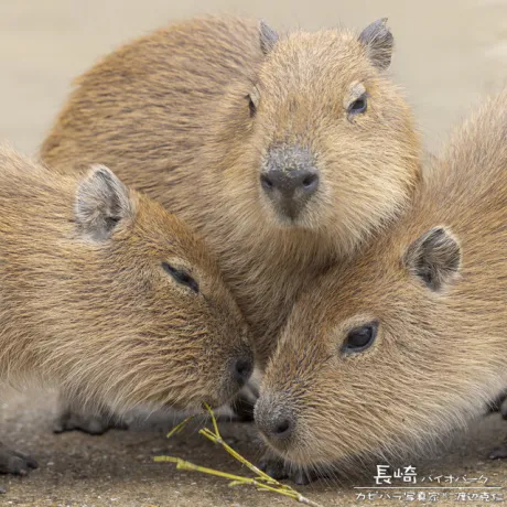 みき63歳【青】熟女専門店