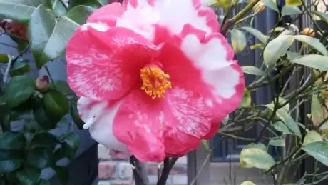 かよこおばさんの店