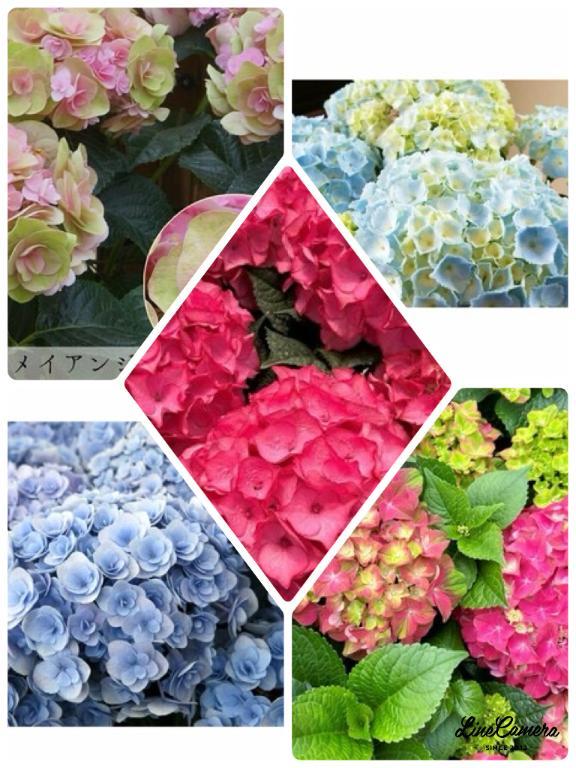 紫陽花