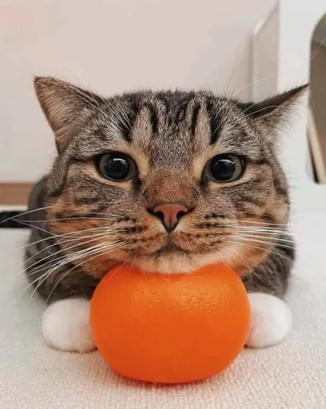 おはよう ( * ・ω・) ノ/★あん奥様