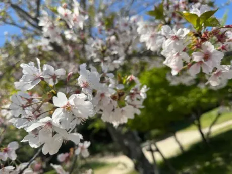 由奈(ゆな)のブログ 葉桜の頃に🌸