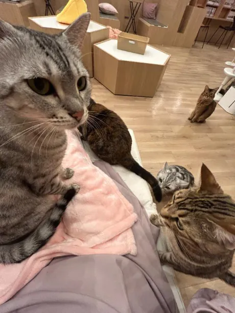 ふみの上に座る❓/ふみ