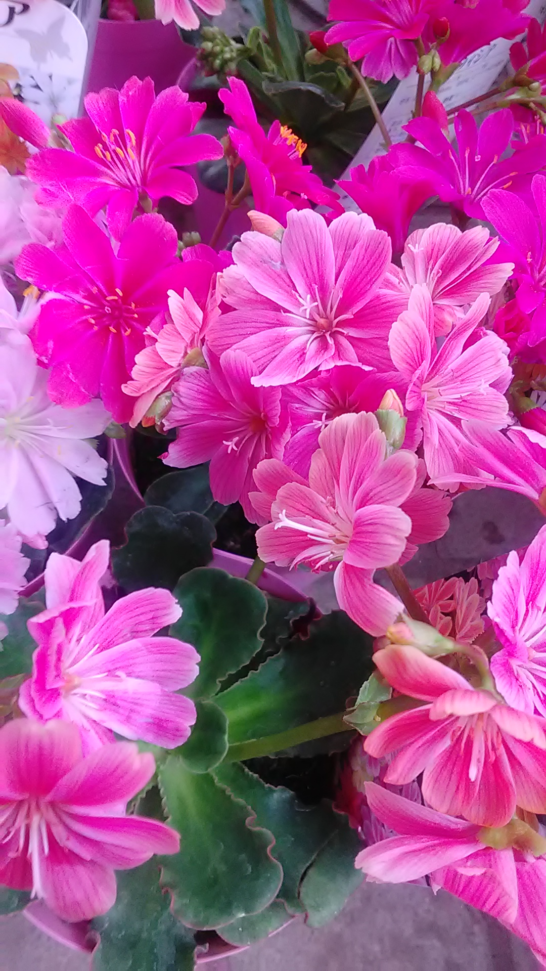 こんばんはです