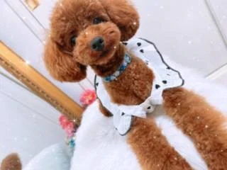 ののか青森3/25入店青森･弘前人妻デリヘル桃屋