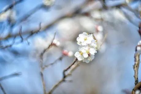 明日&出勤予定/はるな【青森大釈迦】