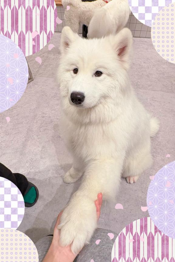 しおり素敵な女の子は好きですか?