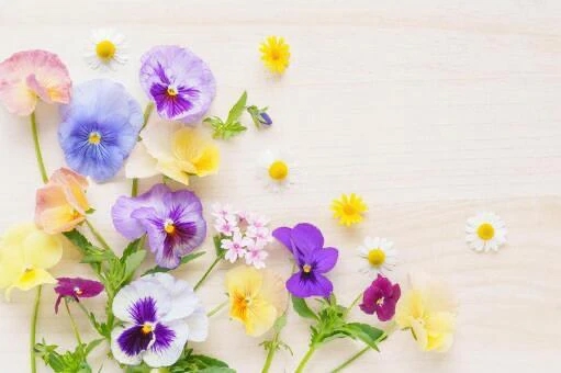 新人・叶羽(とわ)グランドオペラ福岡