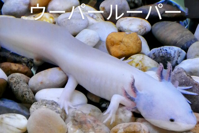 可愛くないですか～