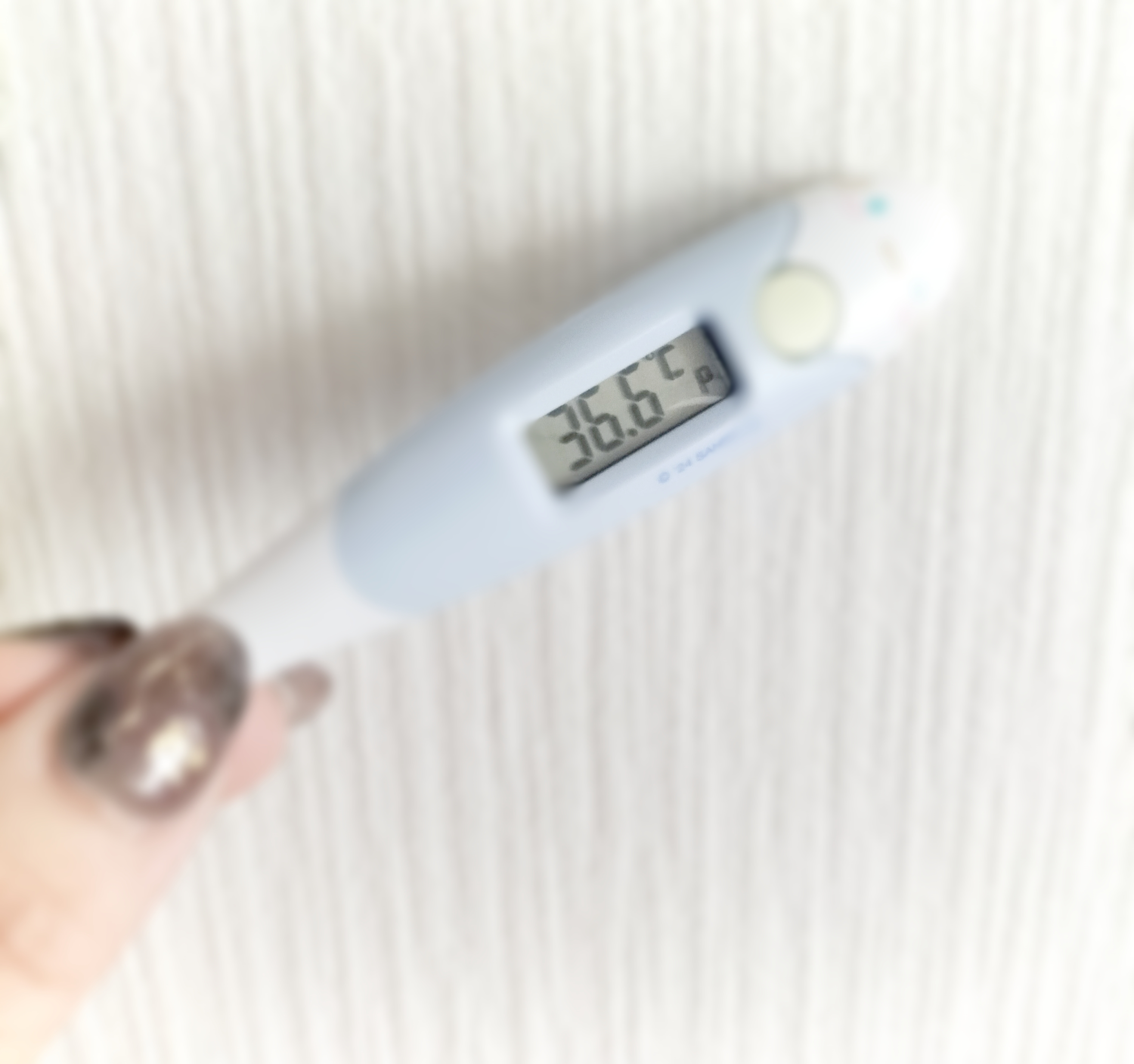 🌷🌷🌷/さな【弘前黒石大釈迦】