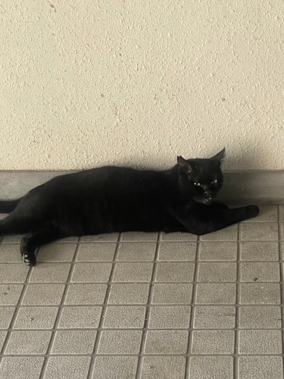 🐱