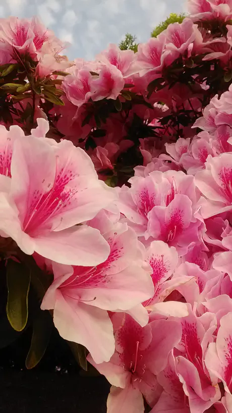 しずか奥鉄オクテツ仙台店（デリヘル市場グループ）