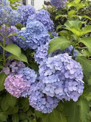 この前