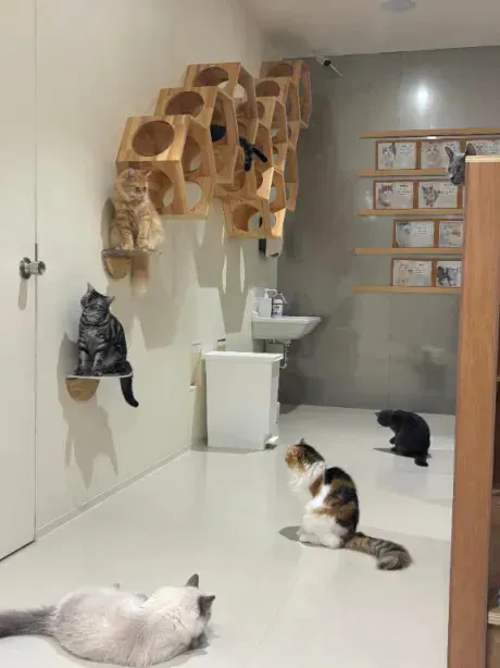 しの奥様メモリアル
