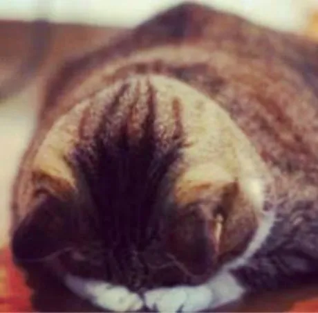 新人あず奥様メモリアル