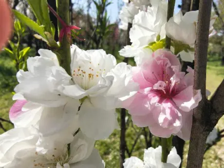 ありがとう/後藤(ごとう)