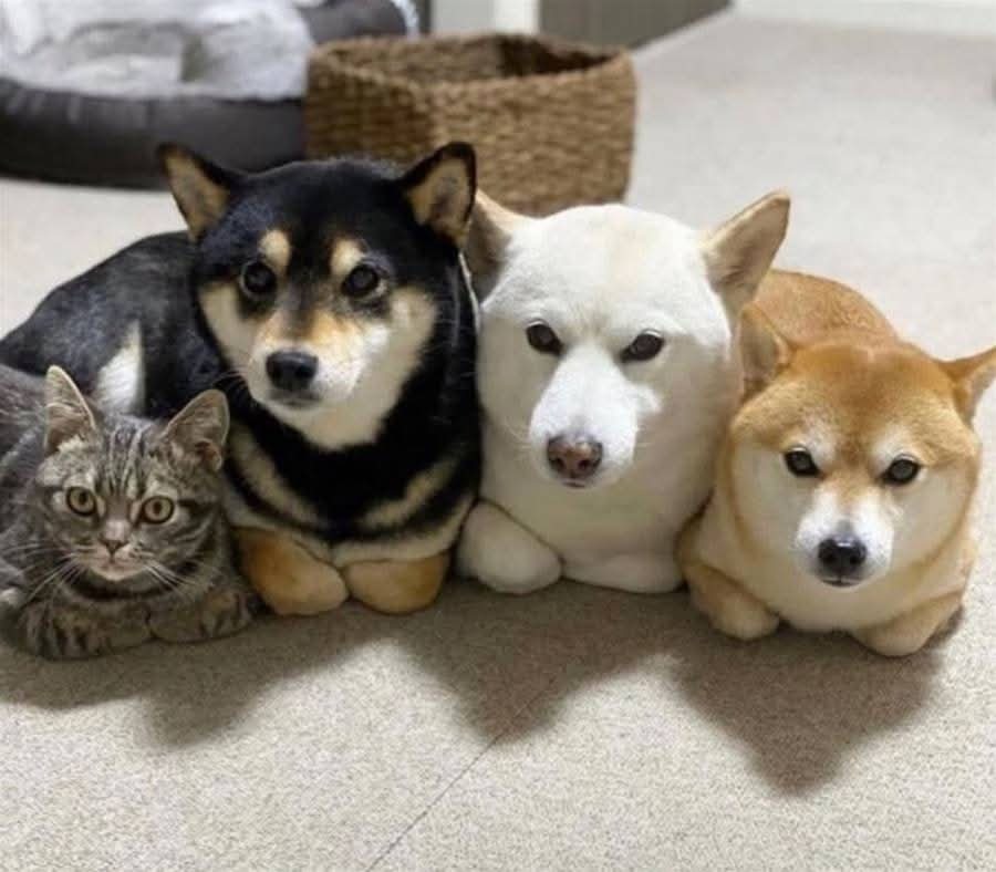 おはよう ( * ・ω・) ノ