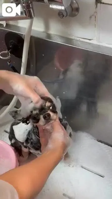 シャンプー終了
