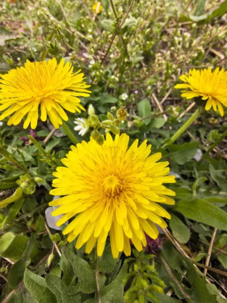 ありがとう/後藤(ごとう)