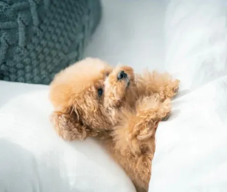 かすみ宮城仙南ちゃんこ