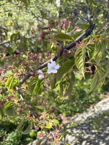 カノンクリエーション