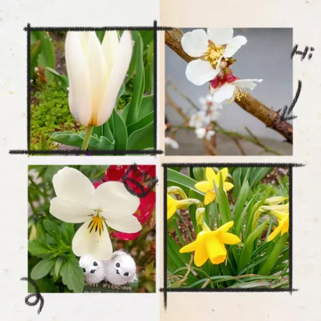 今日 見つけた🌷/美しいみなこ【青森】