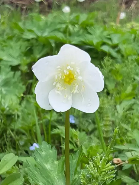 後藤(ごとう)熟女屋本舗