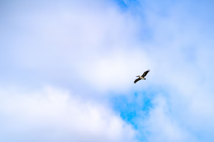 あの鳥の行方