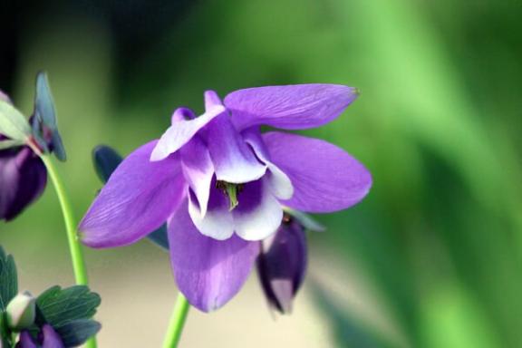 新人あず奥様メモリアル