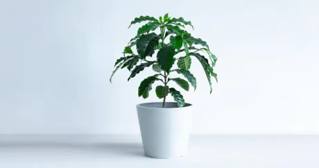 本日、出勤いたします。。。/ことみ