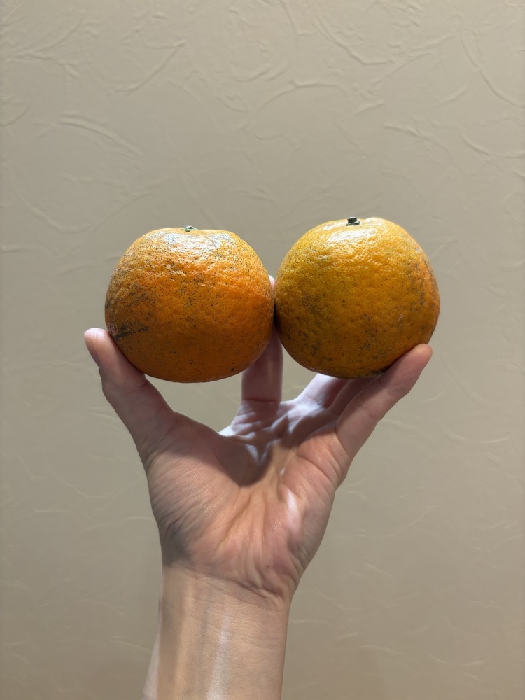 ゆきのブログ お疲れ様です 🍊🧡