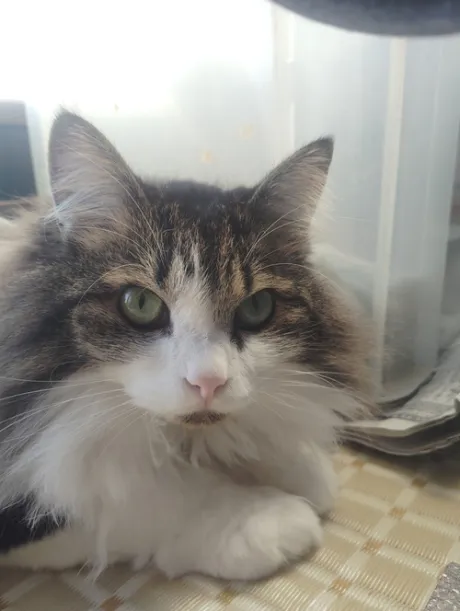 かな(喘ぐ！潮吹く！の超淫乱ドM)デリボックス