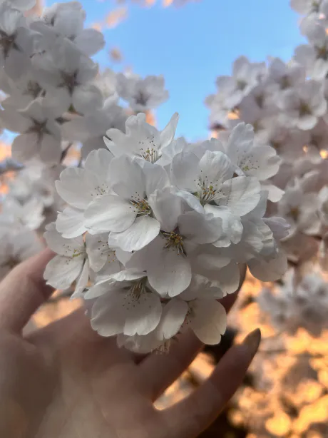 久しぶりに出勤します/ゆいな【青森弘前五所】