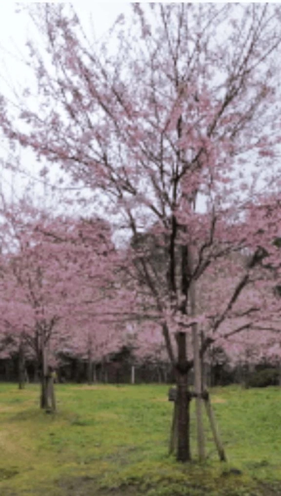 美優マダム DOLCE